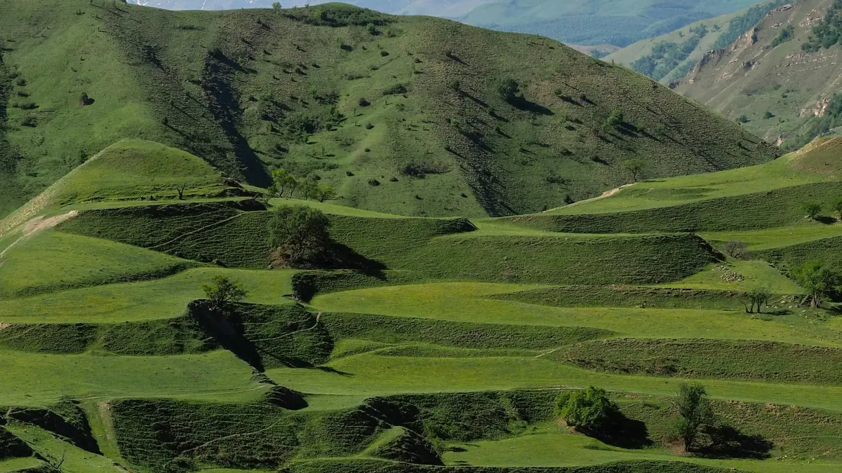 NZ Brands: Find Azerbaijan eBay Creators to Improve Sentiment