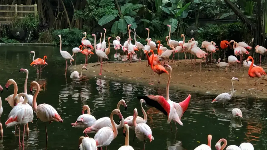 Practical guide for NZ advertisers to locate Costa Rica creators on Rumble and run high-ROI campaigns that lift visibility.