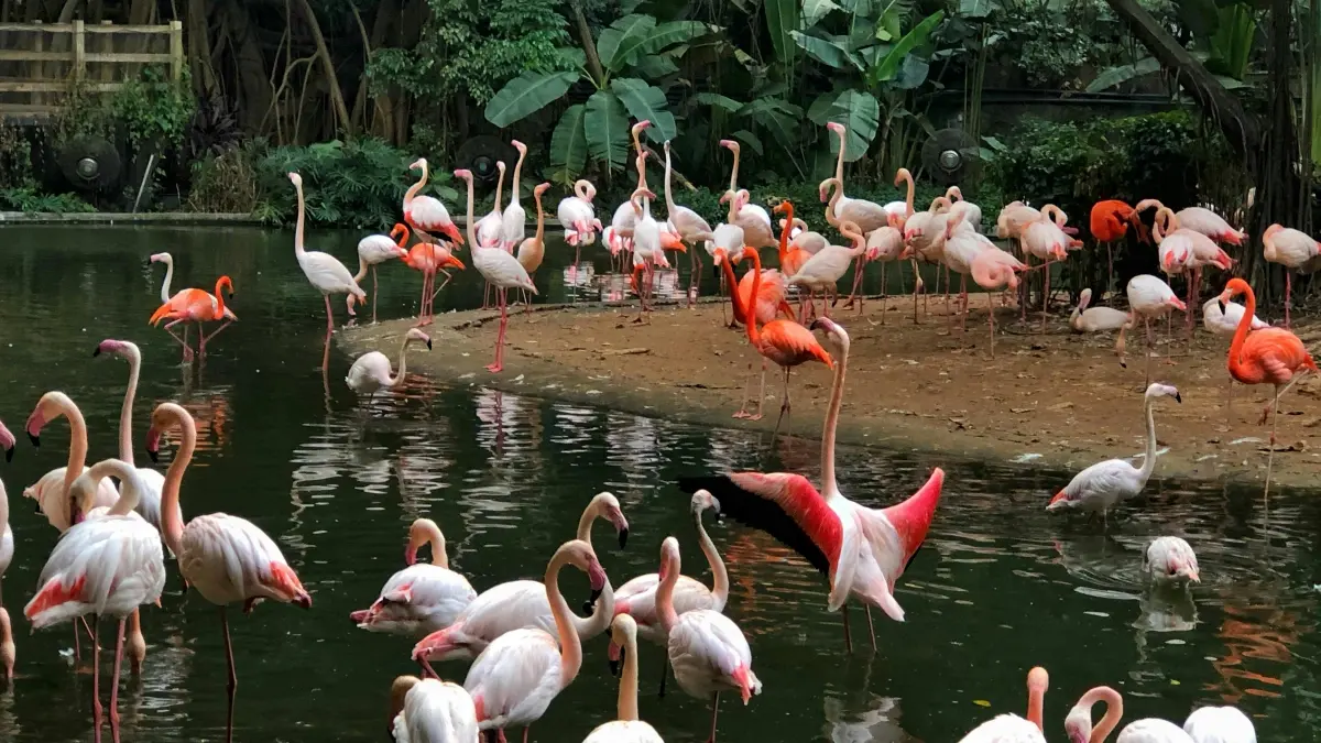 Find Costa Rica Rumble Creators to Boost Brand Buzz