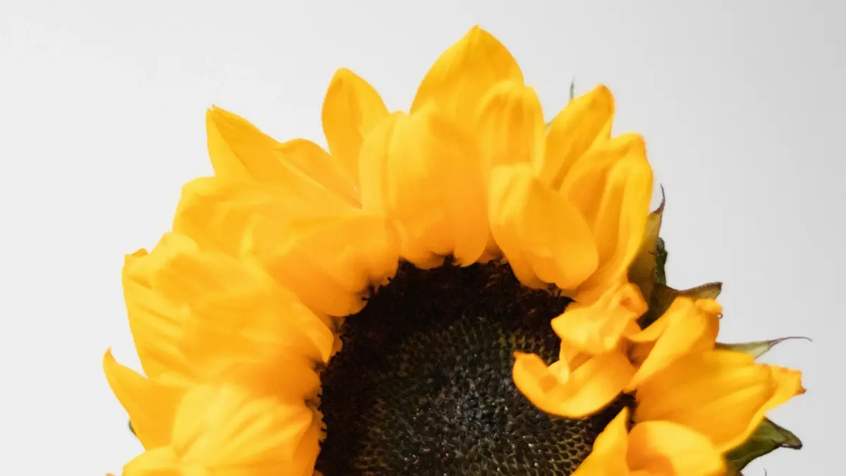 NZ marketers: Find Spanish Kuaishou creators to test ideas