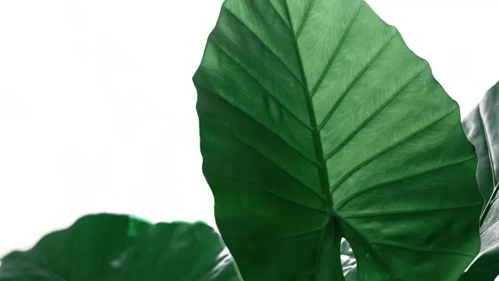 Practical, local-ready guide for NZ advertisers to find Bolivian creators making Hulu/streaming content and turn followers into paying customers using livestream tactics, platform choice and localisation.