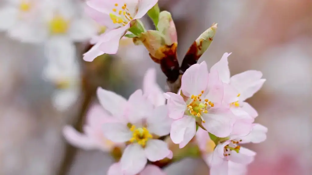 Practical guide for NZ advertisers on sourcing Cambodia OnlyFans creators, compliance, outreach tactics and how creator content can accelerate product-led growth.