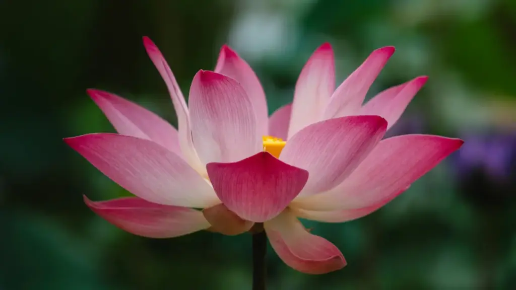 A practical Kiwi guide to pitching Austrian beauty brands on Line and winning ambassador gigs — tactics, templates, and pitfalls to avoid.