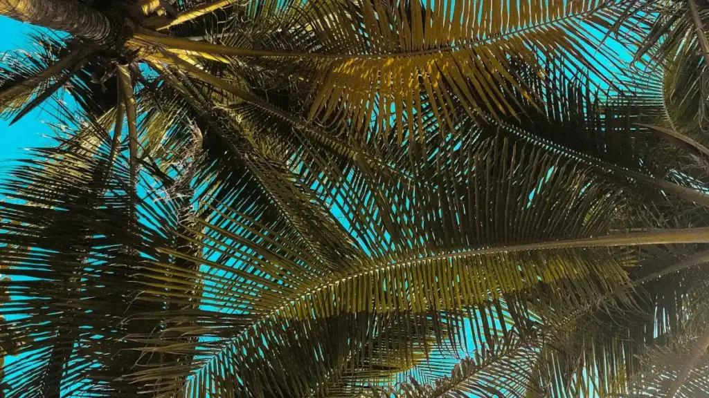 Practical guide for New Zealand creators on finding and pitching Cambodian brands on Pinterest to review fitness gear — outreach, localisation, and creative hooks.