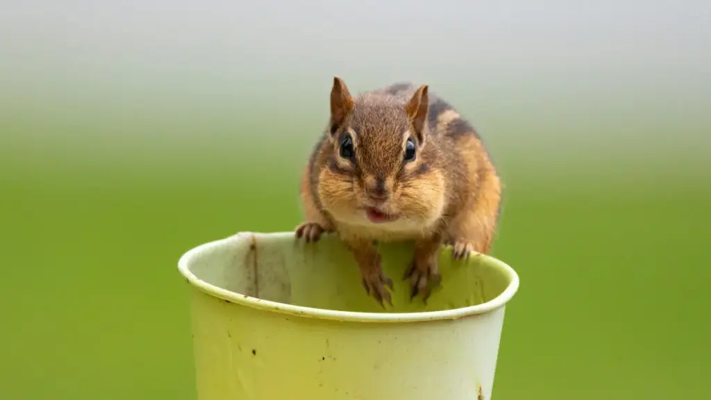 Practical guide for New Zealand advertisers on finding Estonia-based creators on Bilibili to promote new clothing collections — outreach, vetting, briefs and campaign set-ups.