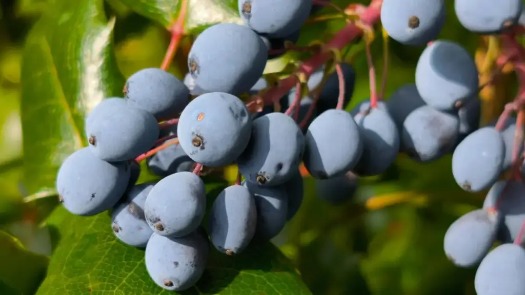 Practical guide for New Zealand advertisers on finding Bangladesh Josh creators to run fast, hype-driven flash sales — scouting, vetting, campaign tips and legal/logistics notes.