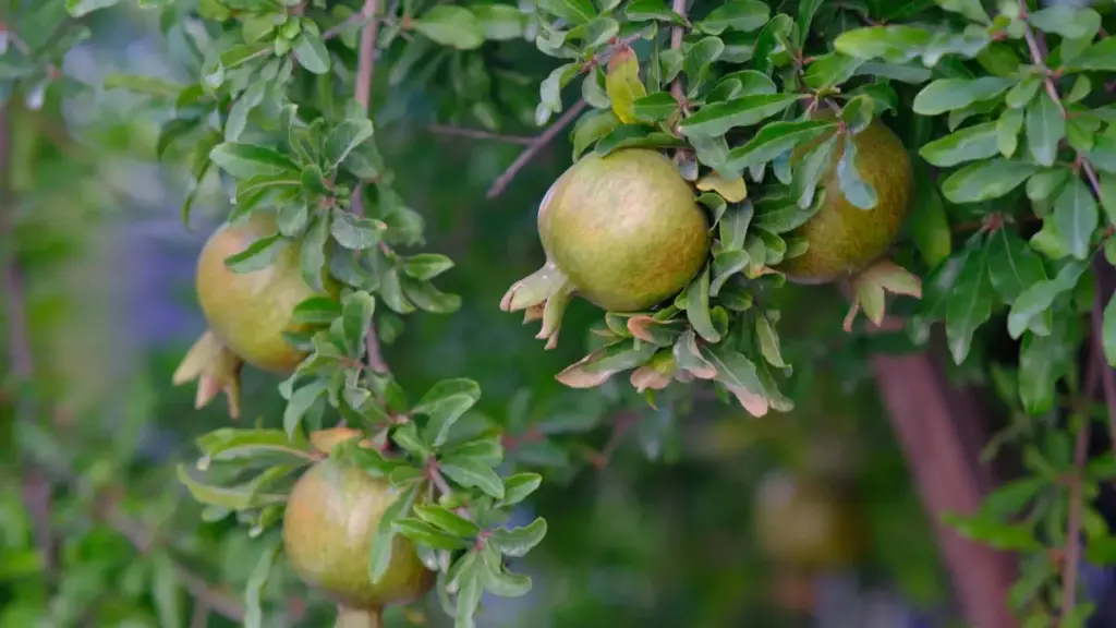 Practical guide for New Zealand advertisers to discover Bulgarian Apple Music creators, with outreach tactics, localisation tips and campaign playbooks.