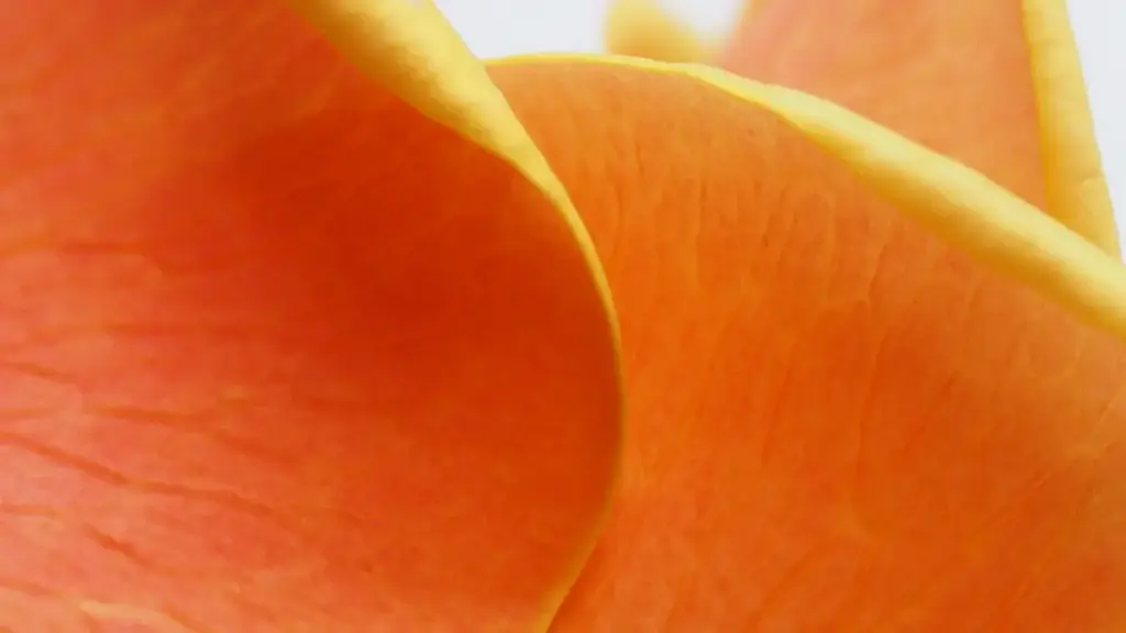 Practical guide for New Zealand advertisers on finding Nigerian Moj creators to drive traffic to fitness apps, with outreach tactics, campaign ideas and platform notes.