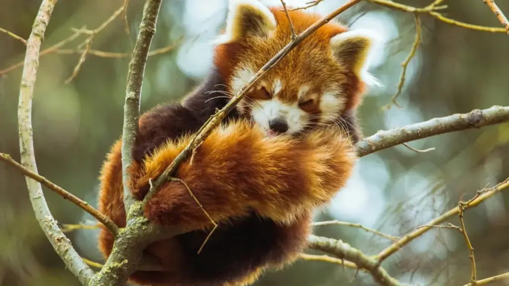 Practical playbook for New Zealand creators who want Bahrain brand collabs via Telegram — outreach scripts, channel tactics, legal checks and a quick data snapshot.