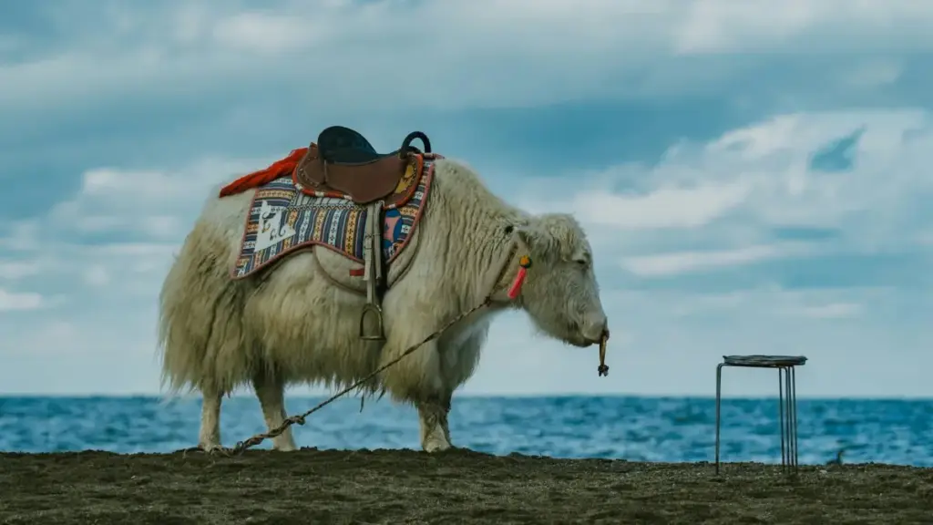 Practical guide for New Zealand creators on contacting Kenya-based brands via Taobao, joining beta launches, and using localised outreach tactics.