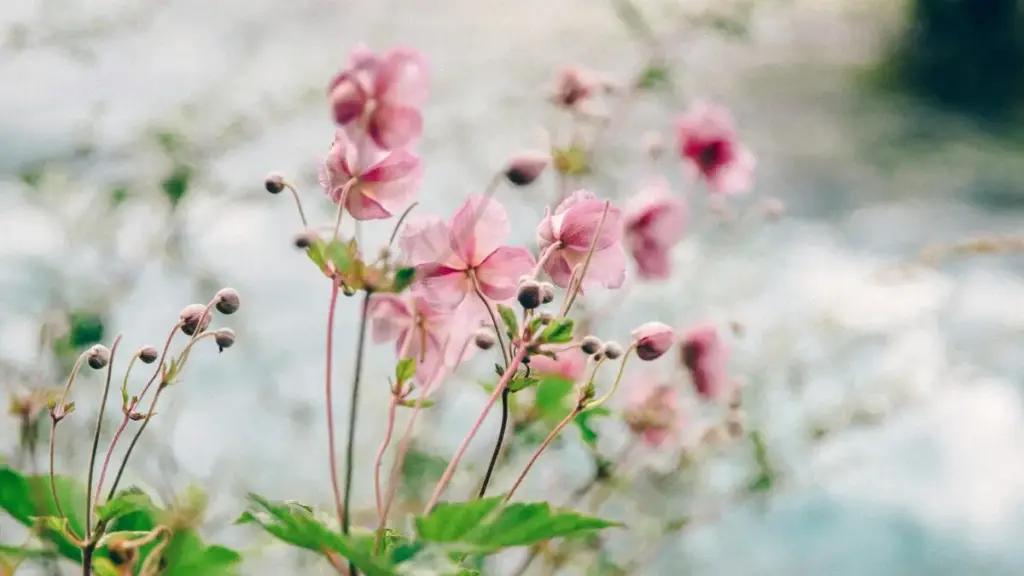 Practical guide for New Zealand advertisers on finding Austria-based Threads creators to reach niche audiences, with outreach tactics, vetting tips and campaign ideas.