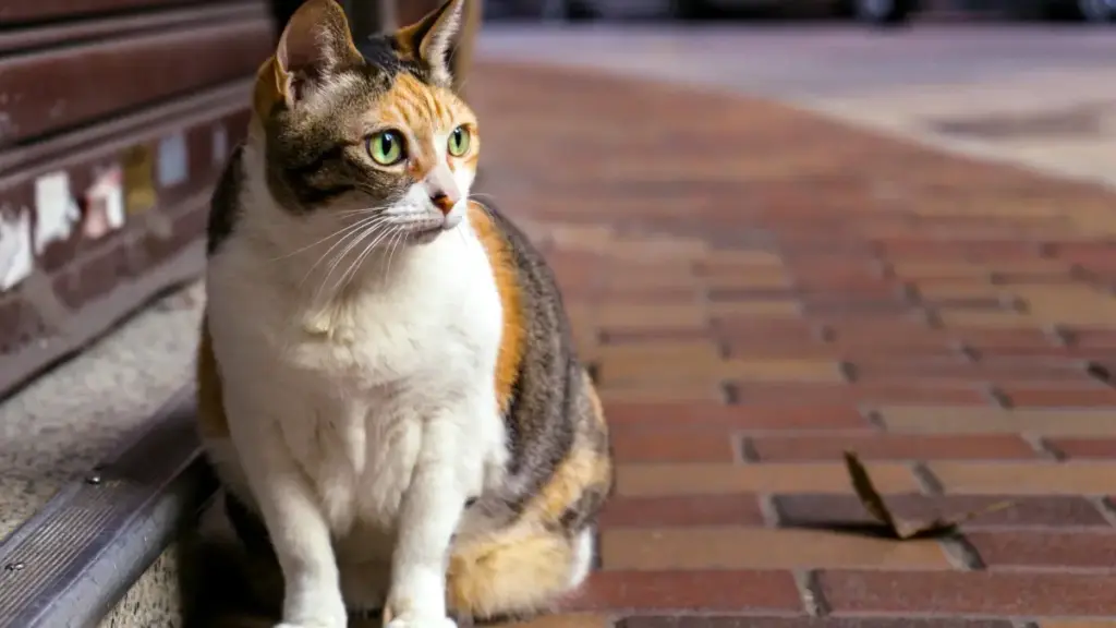 Practical guide for New Zealand advertisers on locating France-based Disney+ creators to showcase seasonal fashion trends — strategy, tools and contacts.