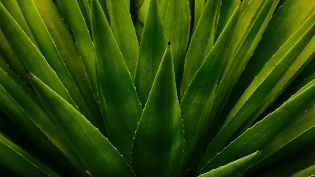 Practical guide for New Zealand advertisers to find Slovenia-based Netflix creators for product seeding and creator-driven reach.