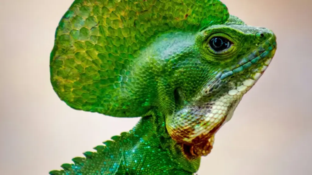 Practical guide for New Zealand creators on how to reach Ukrainian brands running Hulu ads and partner them with game publishers — outreach tactics, compliance, and deal tips.