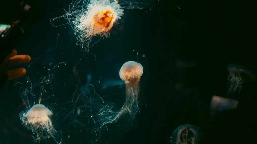 Practical guide for New Zealand advertisers to discover Kenya-based Douyin creators and adapt brand messaging for local fans and events.