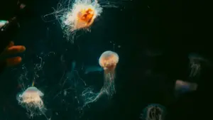 Practical guide for New Zealand advertisers to discover Kenya-based Douyin creators and adapt brand messaging for local fans and events.