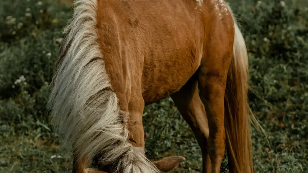 Practical guide for New Zealand creators on finding and pitching Montenegro brands on Shopee for gameplay challenge collabs, with outreach scripts, strategy and risks.