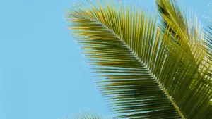 Practical guide for New Zealand creators on contacting Romanian brands via Discord to run game-key giveaways. Covers outreach scripts, legal red flags, localisation tips and a privacy tool note.