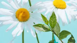 Practical guide for New Zealand creators on pitching Hungarian fitness brands via Instagram — outreach templates, localisation tips and compliance signals.