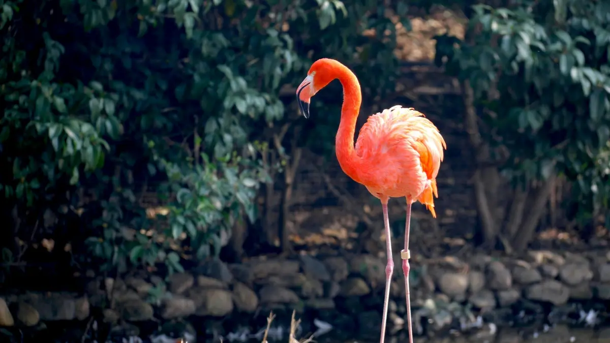 NZ advertisers: Find Portugal Lazada creators for giveaways