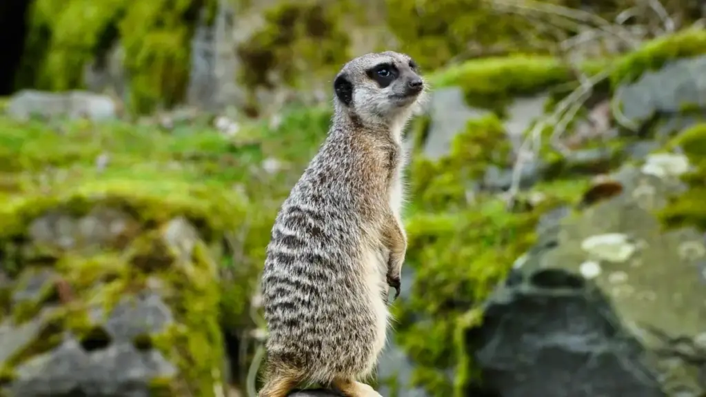 Practical guide for New Zealand advertisers on finding Russian YouTube creators to localise brand messaging — vetting, outreach, risks and quick workflows.