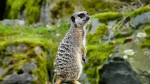 Practical guide for New Zealand advertisers on finding Russian YouTube creators to localise brand messaging — vetting, outreach, risks and quick workflows.