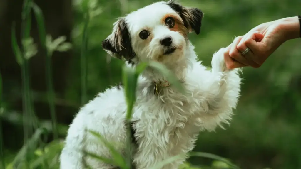 Practical guide for New Zealand creators on pitching Azerbaijan brands via Josh to run giveaways that actually convert.