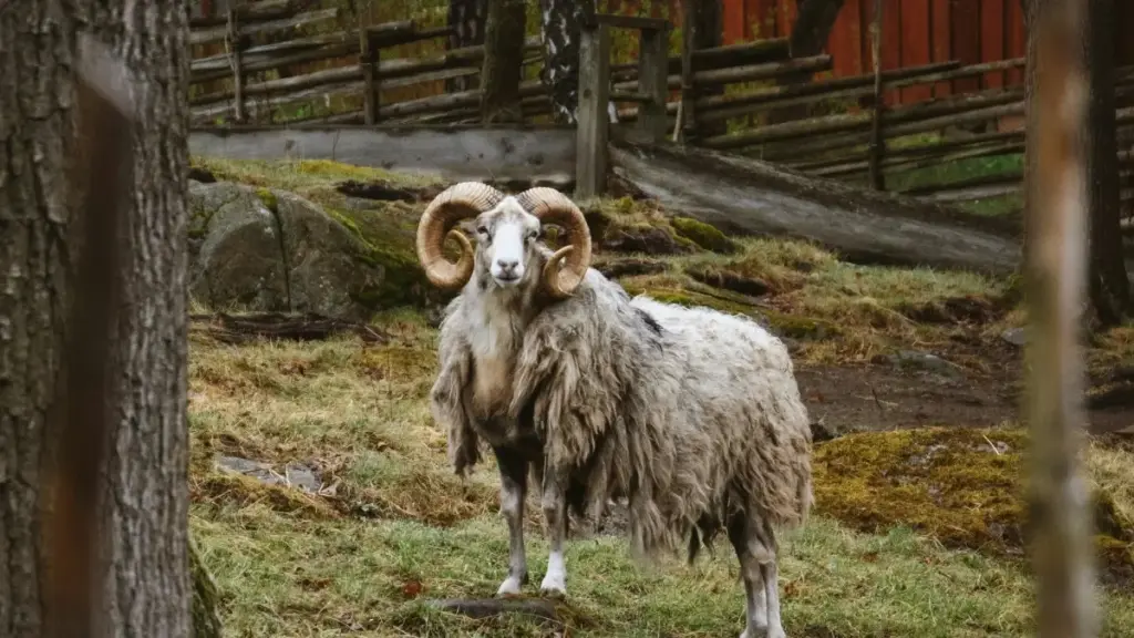 Practical guide for New Zealand creators on contacting Jordan brands via Douyin, joining ambassador programmes and pitching localised campaigns.