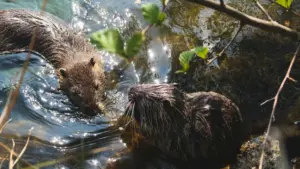 How to spot Bulgaria-based Clubhouse creators who drive real engagement, not just vanity reach, with smarter discovery, vetting, and campaign setup.