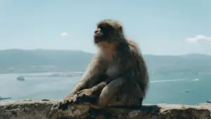 Practical guide for New Zealand advertisers on locating Portuguese Discord creators to run flash‑sale hype campaigns, with platform tactics, outreach scripts and risk notes.